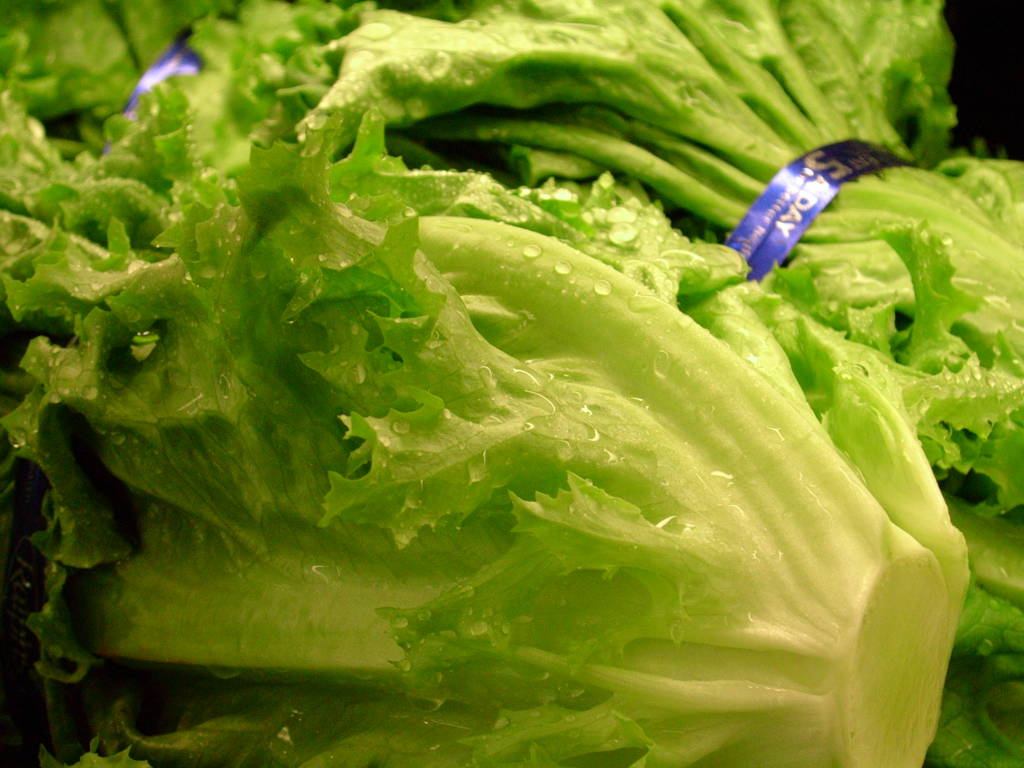 WARNING: Is Your Lettuce Safe in the 27-State Outbreak?