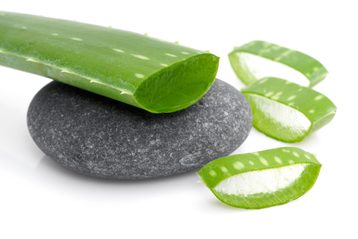 Aloe vera plant