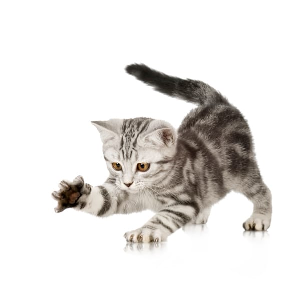 kitten cat