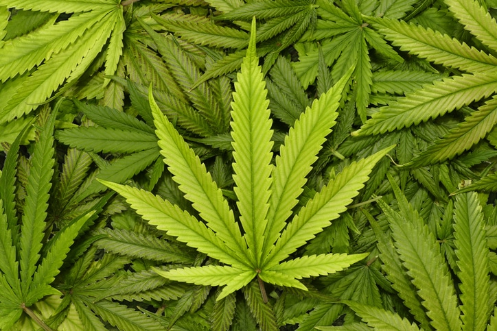 marijuana