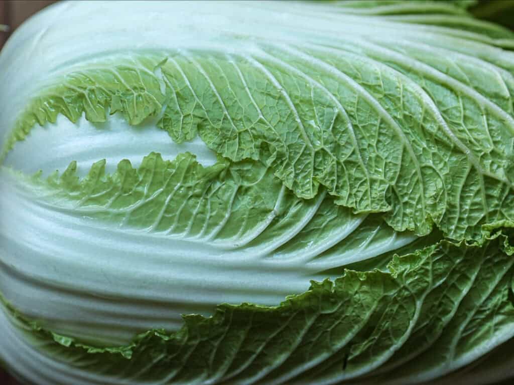 Mom's Easy White Kimchi (Baek-Kimchi) Recipe (백김치). 8 Close-up of a fresh Napa cabbage leaf, showcasing its light green color and textured, veined surface. The leaf has curly edges and a crisp, vibrant appearance.