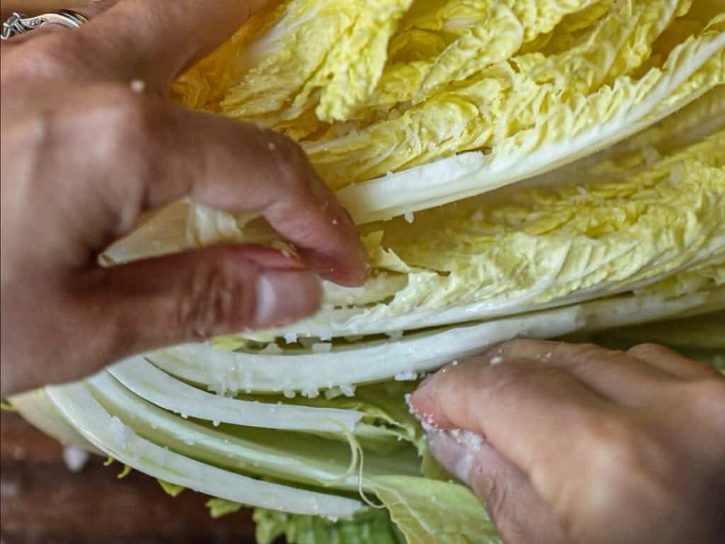 Mom's Easy White Kimchi (Baek-Kimchi) Recipe (백김치). 17 Close-up of hands salting Napa cabbage layers, capturing the preparation for making kimchi. The cabbage leaves are vibrant yellow and white, with visible grains of salt.