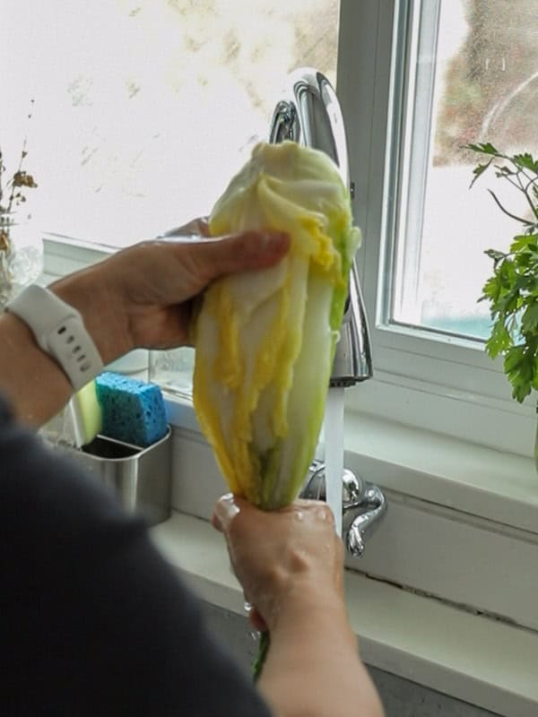 Mom's Easy White Kimchi (Baek-Kimchi) Recipe (백김치). 27 Person washing a cabbage under a kitchen faucet.