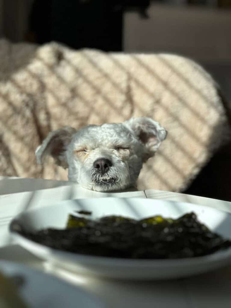 A small white dog with its eyes closed rests its head on a table in sunlight. The background has a textured beige blanket, and a plate of seaweed is on the table in the foreground.