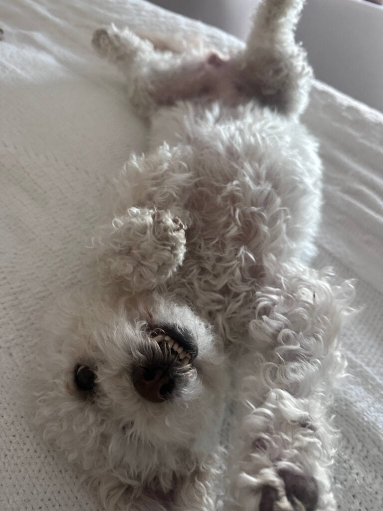 These pics of Lulu are GUARANTEED to make you smile!!! 13 A fluffy white dog is lying on its back on a textured white surface, playfully showing its belly and paws. The dogs mouth is slightly open, and it has a joyful expression.