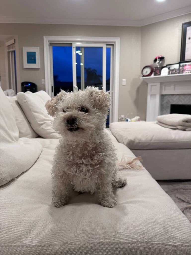 A curly-haired dog sits on a white couch in a cozy living room. The room features light-colored walls, a fireplace with decorations, and a large window showing a dark blue evening sky.