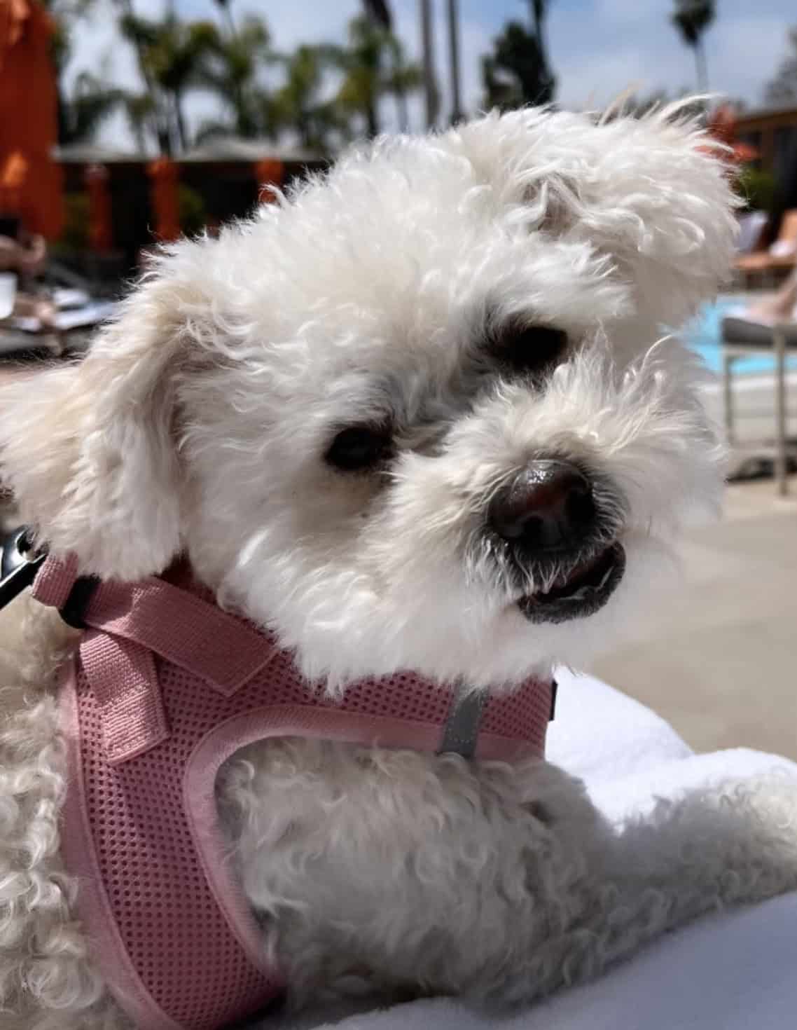These pics of Lulu are GUARANTEED to make you smile!!! 1 Fluffy white dog wearing a pink harness, lying on a white surface outdoors. The background shows blurred people, orange umbrellas, and palm trees under a clear sky. The dog looks towards the camera with a slightly open mouth.