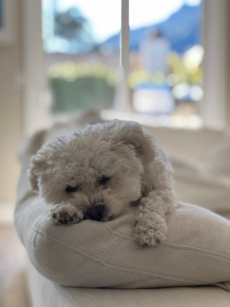 A fluffy white dog is lying on a white cushion, looking relaxed and sleepy. The background is softly blurred, showing a bright room with sunlight streaming through a window.