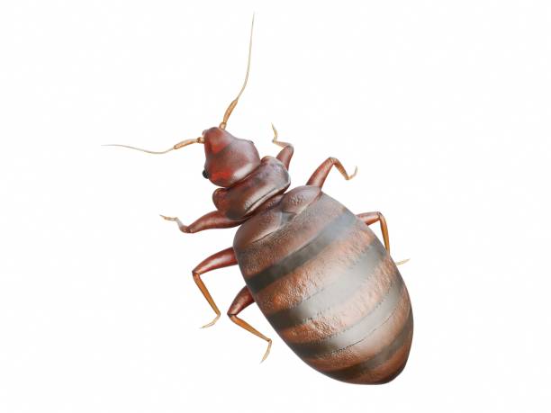 bug bites