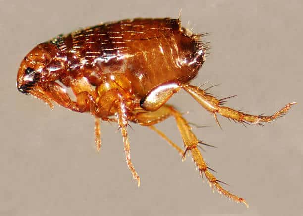 bug bites