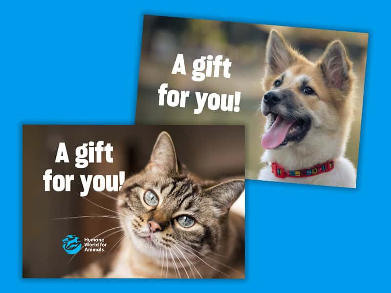 The Korean Vegan's 2025 VEGAN Holiday Gift GUIDE. 59 Two cards on a blue background, each with "A gift for you!"—one shows a joyful dog, the other a tabby cat with blue eyes and the Humane World for Animals logo. Perfect for animal lovers or as a thoughtful pick from our vegan holiday gift guide.