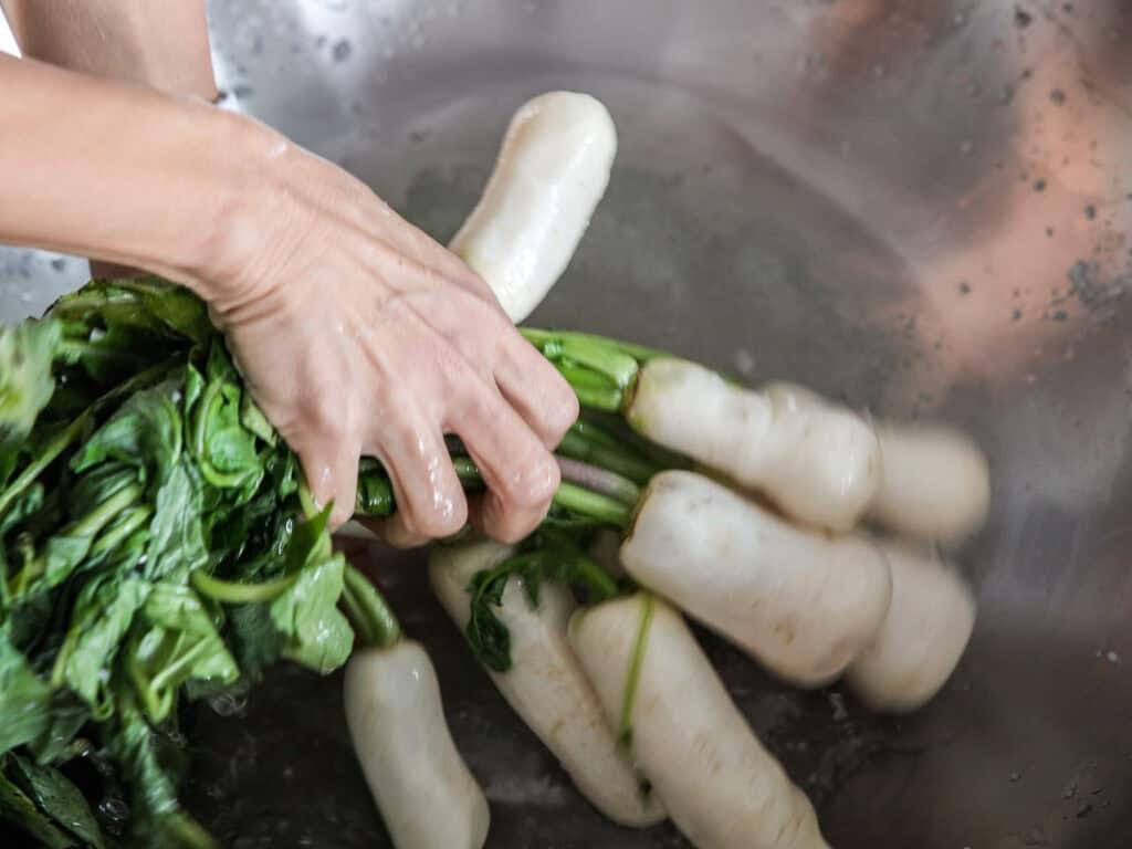 Vegan Ponytail Kimchi aka Chonggak-Kimchi Recipe. 24 A person’s hands are washing a bunch of fresh white radishes with green leaves in a large metal basin filled with water, preparing the key ingredients for homemade Ponytail Kimchi.