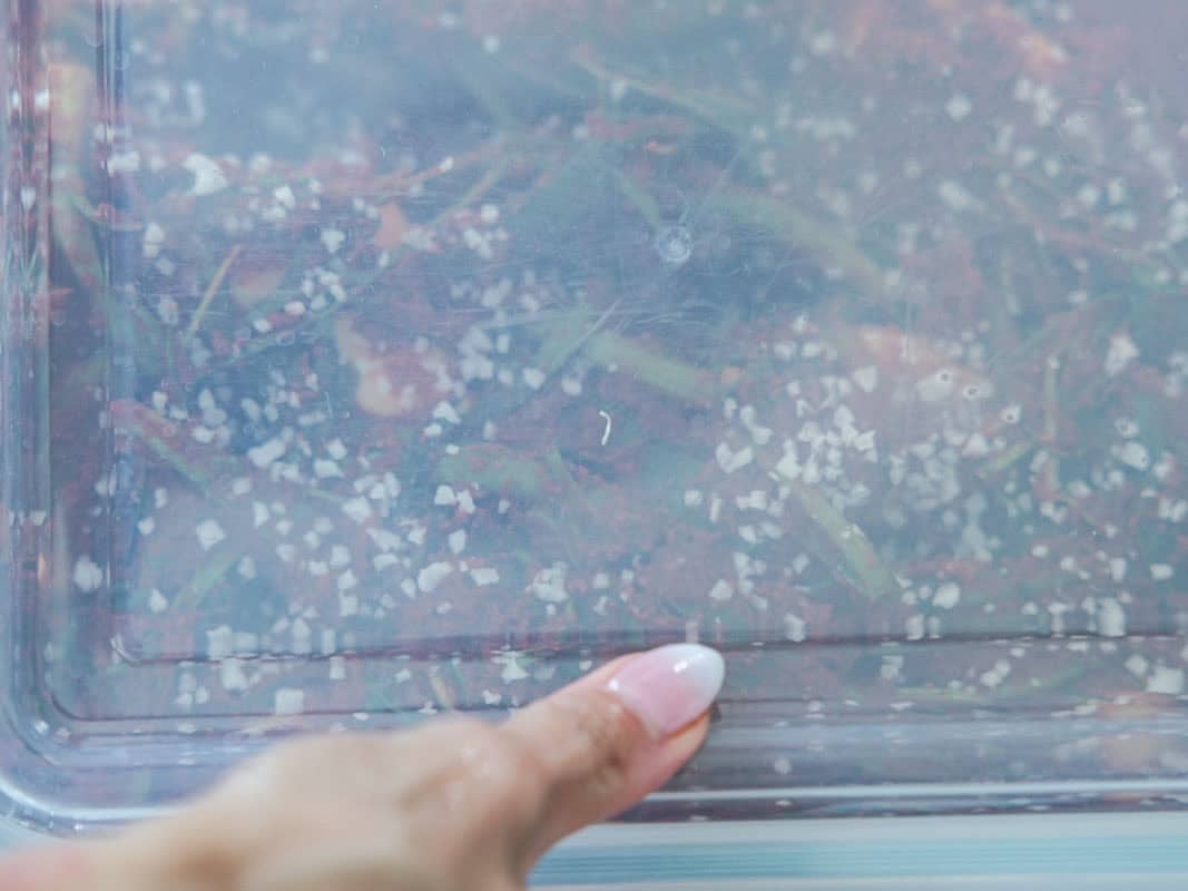 Vegan Ponytail Kimchi aka Chonggak-Kimchi Recipe. 49 A close-up of manicured nails pressing on the lid of a clear plastic container filled with Vegan Ponytail Kimchi, with visible salt crystals and herbs inside.