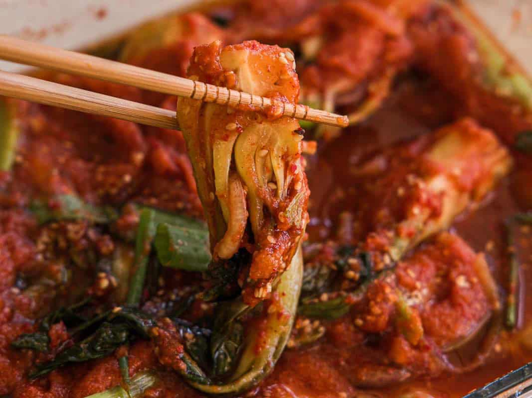 BEST Baby Bok Choy Kimchi Recipe - Easy & Delicious 47 Chopsticks holding a piece of bok choy kimchi above a bowl filled with more kimchi and spicy red sauce, with visible greens and seasoning.